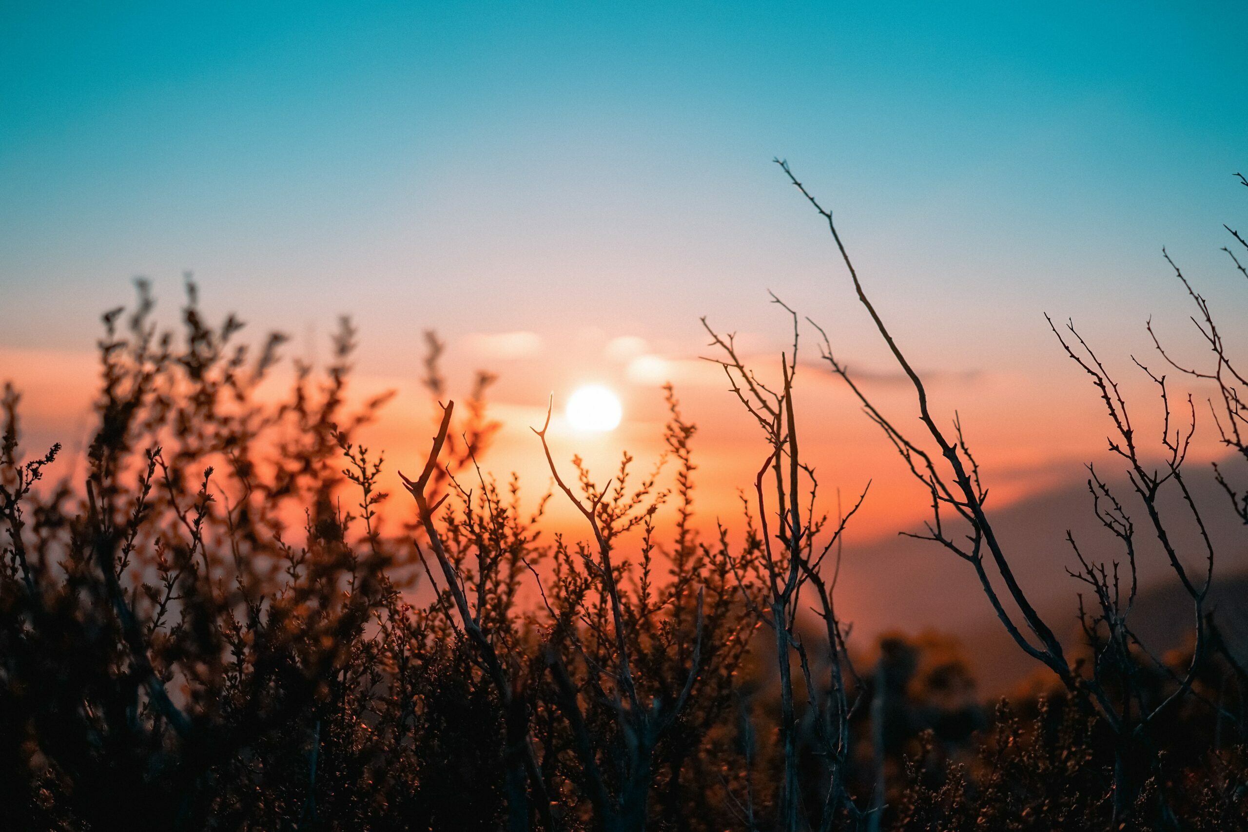 sunrise with plants in foreground