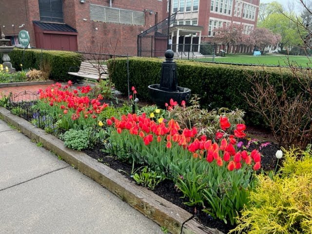 Tulips seen during Family Promise Metrowest Walk to End Homelessness