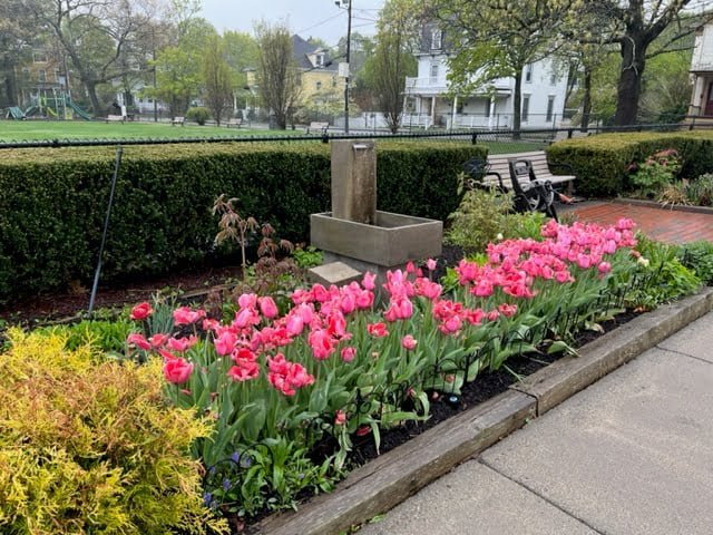 Tulips seen during Family Promise Metrowest Walk to End Homelessness