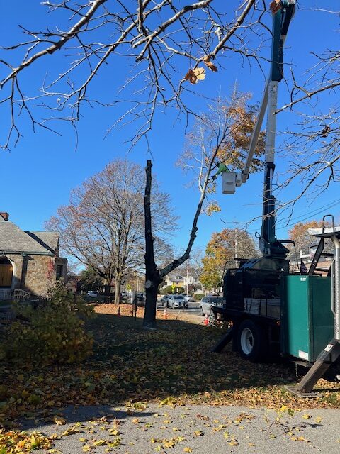 Worker in bucket truck cutting tree branch