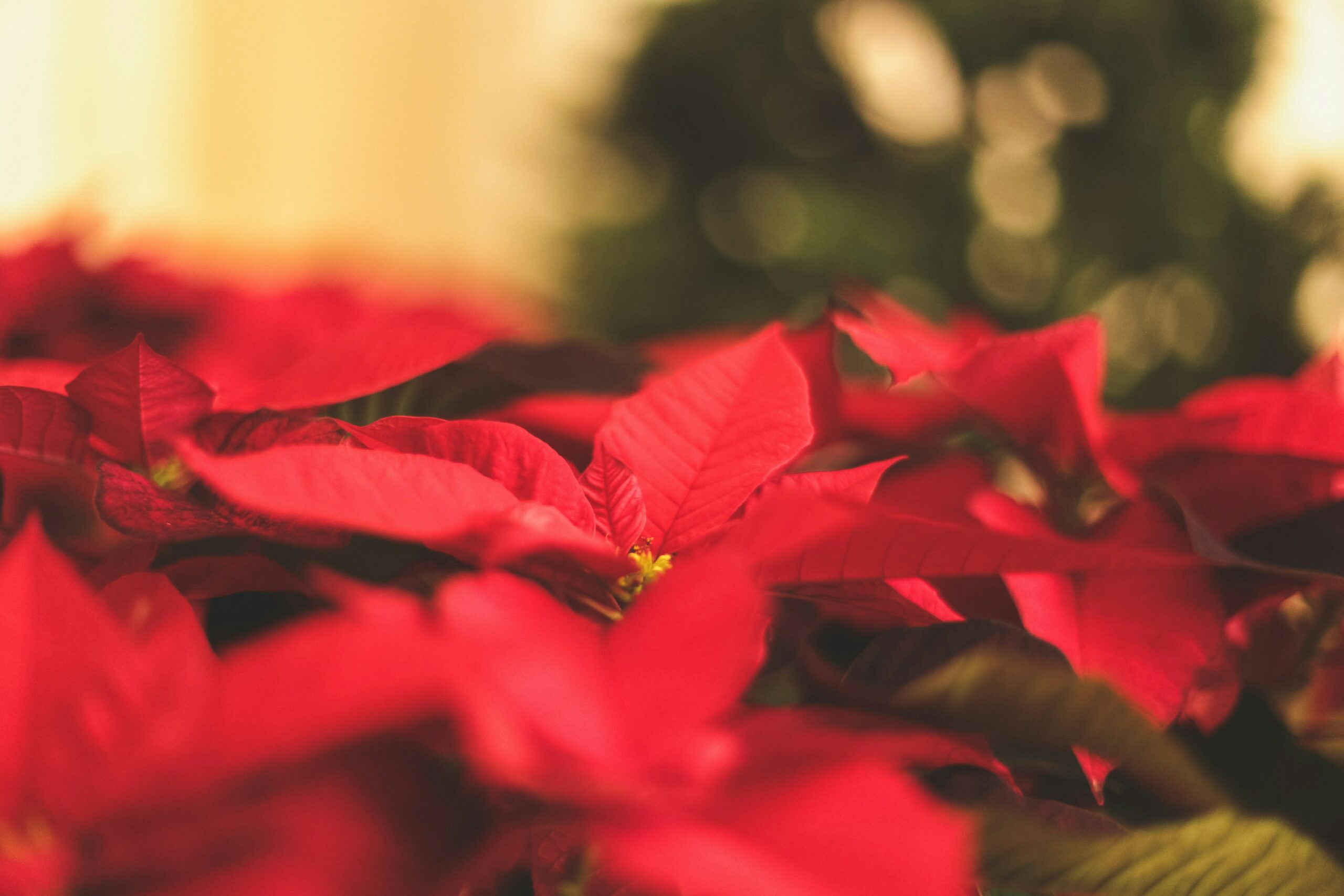 red poinsettias